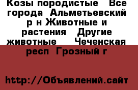 Козы породистые - Все города, Альметьевский р-н Животные и растения » Другие животные   . Чеченская респ.,Грозный г.